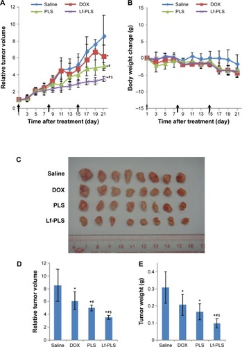 Figure 7 In vivo antitumor assay for DOX-loaded Lf-PLS in BALB/c nude mice bearing HepG2 xenografts. (A) Tumor growth inhibition after intravenous injection of various DOX formulations: saline, free DOX, DOX-loaded PLS, and DOX-loaded Lf-PLS were injected into the tumor-bearing mice, via tail veins, at doses of 5 mg/kg DOX every 7 days for three times (shown by arrows), respectively. (B) Body weight changes of the tumor-bearing mice after treatment. Each administration was indicated by arrows. (C) Photograph of tumors from each treatment group excised on day 21. (D) Relative tumor volume of each treatment group at the time of sacrifice. (E) Tumor weight of each treatment group at the time of sacrifice.Notes: Data represented as mean ± SD (n=8). *P<0.05 versus saline group. #P<0.05 versus free-DOX group. $P<0.05 versus DOX-loaded PLS group.Abbreviations: DOX, doxorubicin; Lf-PLS, lactoferrin-modified PEGylated liposome; PEG, polyethylene glycol; PLS, PEGylated liposome; SD, standard deviation.