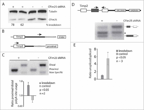Figure 2. CF1m25 KD induces APA leading to increased last intron retention in TIMP-2. (A) Western blot illustrating the efficiency of CF1m25 KD in HeLa cells. (B) Diagram of primers used for 3′ RACE amplification of TIMP-2. The distal primer binds to the 3′ UTR sequence of the 3.8 kb mRNA isoform. The proximal primer binds to the coding sequence of TIMP-2 but amplifies only from the poly(A) tail of the 1.2 kb isoform. (C) 3′ RACE cDNA amplification of TIMP-2 from cells transfected with CF1m25 shRNA or a negative control vector. The identities of the amplified PCR products are indicated on the side of the representative gel. The results of independent experiments are displayed in the graph below as the ratio of proximal:distal poly(A) site usage. (D) Diagram of PCR primers flanking the terminal intron retention event in TIMP-2. Asterisk (*) denotes non-specific binding. (E) RT-PCR analysis of TIMP-2 intron retention in cells treated with CF1m25 shRNA or control shRNA. The unspliced and spliced products amplified are indicated on the left of the representative gel. The results of independent experiments are displayed in the graph as the ratio of unspliced:spliced.