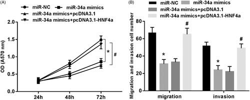 Figure 6. Overexpression of HNF4 can reverse the inhibitory effect of miR-34a on proliferation, migration and invasion of SH-SY5Y cells. (A) Proliferation detection of SH-SY5Y cells in each group; (B) migration and invasion detection of SH-SY5Y cells in each group. Note: Compared with the miR-NC group, *p < .05; compared with miR-34a mimics + pcDNA3.1 group, #p < .05.