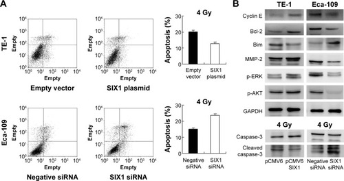 Figure 4 SIX1 regulates radiosensitivity and ERK/AKT signaling.