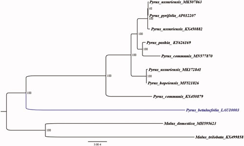 Figure 1. The ML phylogenetic tree for P. betulaefolia based on other 10 species (8 in Pyrus and 2 in Malus) chloroplast genomes.