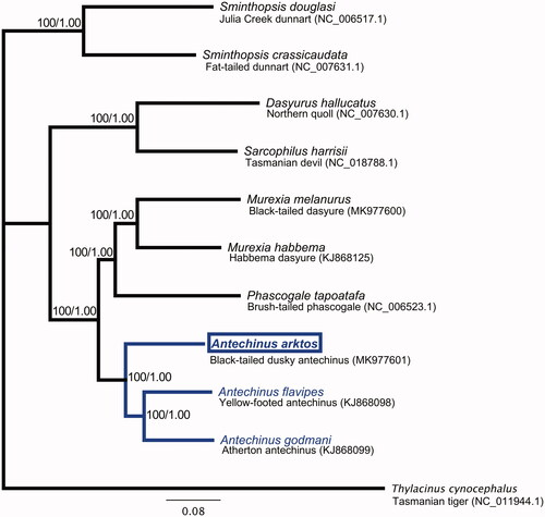 Figure 1. Phylogenetic tree of black-tailed dusky antechinus (Antechinus arktos; indicated by a box), nine other species in the marsupial family Dasyuridae, and the outgroup species Thylacinus cynocephalus. Phylogenetic reconstruction was performed with coding sequences of the 13 PCGs. The number at each node are ML/BI bootstrap support values.