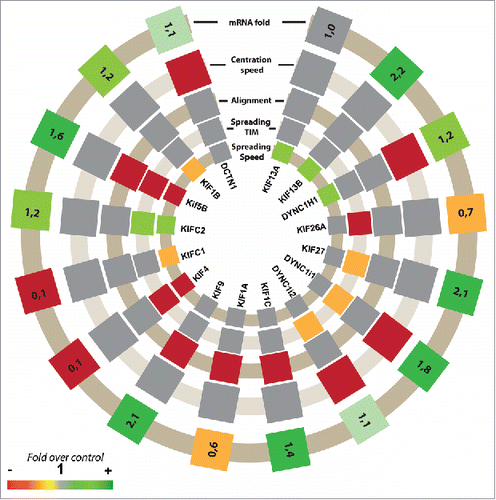 Figure 1. Schematic representation of the effects of knock-down of 16 microtubules motors on nuclear behaviors and their mRNA fold changes after differentiation. The color coding indicates an increase or decrease compare with a control situation as shown on the bottom left. Spreading speed corresponds to the speed when nuclei are in movement. Spreading TIM: Time In Motion during the spreading movement; in control situation, nuclei spend 55% of the time in movement. Alignment: In a control situation, 70% of myotubes have aligned nuclei. Centration speed: nuclear speed between the site of myoblast fusion and the first myotube nucleus.