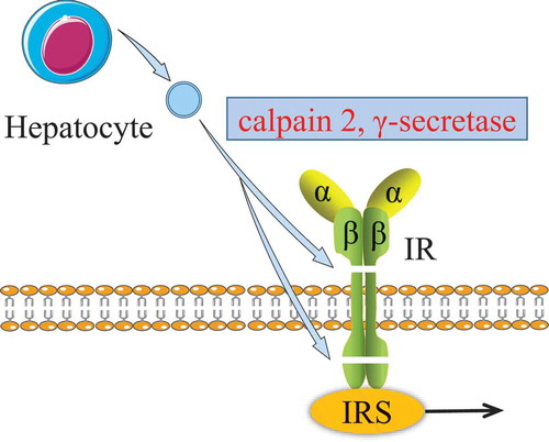 Figure 4. Effect of hepatocyte EVs on insulin receptor.The β-subunit of insulin receptor was sequentially cleaved by both the calpain 2 and γ-secretase from hepatocyte EVs. The damaged insulin receptor impairs the insulin signalling pathway.