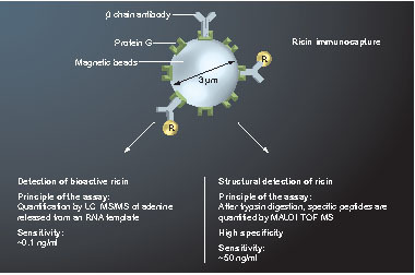 Figure 4. Ricin detection by activity- and structure-based approaches.The N-glycosidase activity of ricin was first exploited by quantifying the adenine released from an RNA template by LC–MS/MS and isotope dilution. A complementary approach involving MALDI-TOF-MS has also been developed to quantitatively and specifically measure tryptic fragments from ricin. In both cases, ricin was first isolated by immunoaffinity to provide greater specificity and facilitate detection in complex matrices.