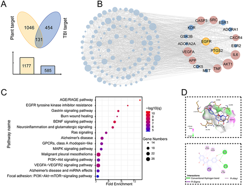 Figure 3 The common compound-core target interactions. (A) Venn diagram shows 131 overlapped genes between herb targets and TBI-related genes. (B) The PPI network of the overlapping targets highlights the core targets of TBI, including EGFR. (C) The top 15 enriched Wiki pathway of the overlapped targets shows the importance of the AGE/RAGE pathway, and EGFR tyrosine kinase inhibitor resistance pathways in TBI. (D) The 3D and 2D interaction diagrams display the binding model of luteolin and EGFR.