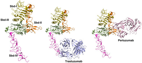 Figure 2 Three-dimensional structure of Her2-antibody complexes. (Left) Structure of the extracellular domain of Her2 is shown in ribbon representation. Subdomains I–IV are shown in pale-green, orange, green and purple colors, respectively. (Middle) Structure of Her2-Trastuzumab complex is shown. Trastuzumab (blue) binds to Sbd-IV. (Right) Structure of Her2-Pertuzumab complex is shown. Pertuzumab (pink) binds to Sbd-II (PDB: 1N8Z Citation159 and 1S78 Citation160).
