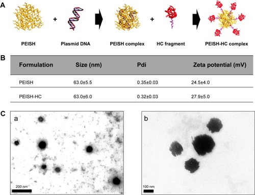 Figure 1 PEISH-based nanoparticle characterization.Notes: (A) Scheme of nanoparticle synthesis. Modified from Oliveira H, Fernandez R, Pires LR, et al; Targeted gene delivery into peripheral sensorial neurons mediated by self-assembled vectors composed of poly(ethylene imine) and tetanus toxin fragment c; J Control Release; 143; 350–358; Elsevier; Copyright © 2010.Citation5 (B) Physicochemical characterization of PEISH-based nanoparticles at N/P ratio of 3 (n=3, mean ± SD). (C) TEM photo micrographs of sodium phosphotungstate counterstained PEISH-HC nanoparticles (a) and HC-quantum dots functionalized nanoparticles (b).Abbreviations: PEISH, thiolated poly(ethylene imine); Pdi, polydispersity index; N/P, moles of primary amine groups (N) of poly(ethylene imine) to moles of DNA phosphate groups (P); SD, standard deviation; TEM, transmission electron microscopy; HC, carboxylic fragment of tetanus toxin.