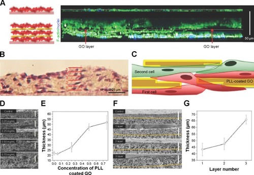Figure 3 (A) Confocal cross-sectional images of the control group (top) and the 3L tissue constructs (bottom) after 2 days of culture. F-actin and cell nuclei were labeled with green and blue fluorescent dyes, respectively. The 3T3 fibroblasts were found to connect the cells on the first layer to the cells on the second layer through noncontinuous PLL-coated GO layer (red arrow, empty black area). (B) Hematoxylin and eosin (H&E) stain images of 3L 3T3 fibroblasts. The solid red lines indicate the interfaces between each layer. (C) Schematic illustration of the cross-section of the 2L construct showing the cells residing above and below the PLL-coated GO nanofilms. (D) SEM images showing the cross-section and (E) the thickness of 2L constructs fabricated with various concentrations of PLL-coated GOs as interlayer GO films. (F) SEM images showing the cross-section, and (G) the thickness of 1L, 2L, and 3L constructs. The thickness of the constructs was estimated from the corresponding SEM images. Reproduced from Shin SR, Aghaei-Ghareh-Bolagh B, Gao X, et al. Layer-by-layer assembly of 3D tissue constructs with functionalized graphene. Adv Mater. 2014;22(39):6136–6144.Citation135 Copyright © 2015 Wiley ACH.Abbreviations: GO, graphene oxide; PLL, poly-L-lysine; SEM, scanning electron microscope.