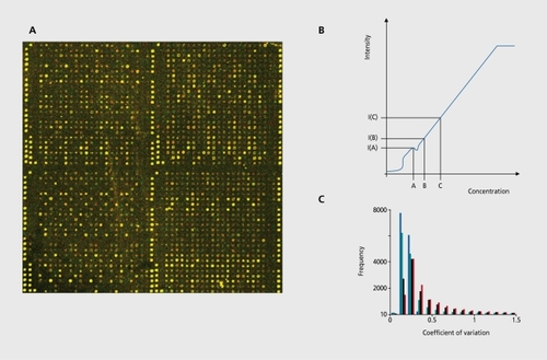 Figure 1. A: False-color image generated from a two-color hybridization on a cDNA array.Citation17 B: Linearity between concentration and measured signal intensity is the underlying assumption of microarray data analysis. Whereas the expression ratio of genes B and C yield a valid measure of the concentration differences, the ratio of genes A and B is misleading because of nonlinear deviations in the low intensity region. C: Histogram of the coefficient of variation for genes from simulated array imagesCitation26 using three different image analysis programs for data analysis that can be classified as manual (red), semi-automatic (black) and fully automatic (green). The blue bars show the counts for the simulated input data.