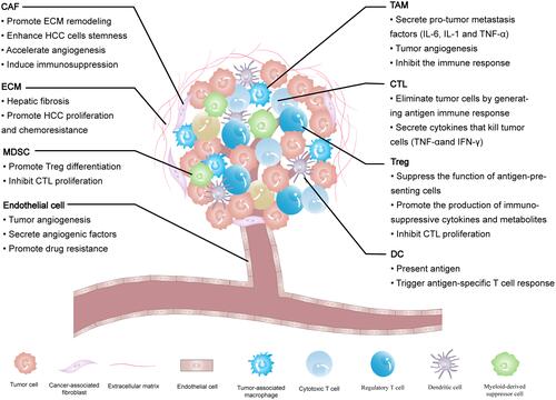 Figure 1 The tumor microenvironment components of HCC and their impact on the HCC progression.