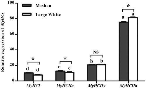 Figure 1. Relative expression of MyHCs mRNA in longissimus dorsi of Mashen and Large White pigs. Notes: Different letters in the same breed indicate significant differences (p < .05) among different types of MyHCs. * indicates that difference in the same gene between the Mashen and Large White pigs is significant (p < .05), and NS represents no significant difference.