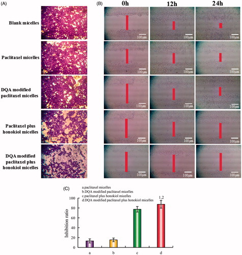 Figure 6. Blocking effects on LLT cells migration and blocking wound healing effects in vitro after treatments with the varying micellar formulations. (A) Blocking effects on LLT cells migration, (B) Blocking wound healing effects, C. Inhibition ratio of wound healing. a. paclitaxel micelles; b. DQA modified paclitaxel micelles; c. paclitaxel plus honokiol micelles; d. DQA modified paclitaxel plus honokiol micelles. p < .05, 1, vs. a; 2, vs. b; 3, vs. c.