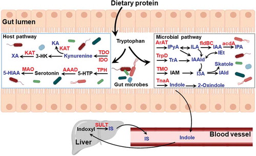 Figure 3. Summary of tryptophan and indole metabolites generated by host and gut microbiota metabolism. Tryptophan is acquired from dietary protein digested in the small intestine and converted to various catabolites. The key metabolites (in blue) have been identified to be AHR ligands and enzymes involved in metabolism are represented in red. AAAD, aromatic amino acid decarboxylase; TDO, tryptophan 2,3-dioxygenase; IDO, indoleamine 2,3-dioxygenase; KA, kynurenic acid; KAT, kynurenine aminotransferase; MAO, monoamine oxidase; TPH, tryptophan hydroxylase; 5-HIAA, 5-hydroxyindole-3-acetic acid; 3-HK, 3-hydroxykynurenine; 5-HTP, 5-hydroxytryptophan; ArAT, aromatic amino acid transaminase; fldBC, phenyllactate dehydratase; IAA, indole acrylic acid; I3A, indole-3-acetic acid; IAld, indole-3-aldehyde; IAAld, indole-3-acetaldehyde; IAM, indole-3-acetamide; ILA, indole-3-lactic acid; IEt, indole-3-ethanol; IPyA, indole-3-pyruvate; IPA, indolic-3-propionic acid; TMO, tryptophan-2-monooxygenase; TnaA, tryptophanase; TrpD, tryptophan decarboxylase; IS, indoxyl sulfate; TrA, tryptamine; SULT, sulfotransferase