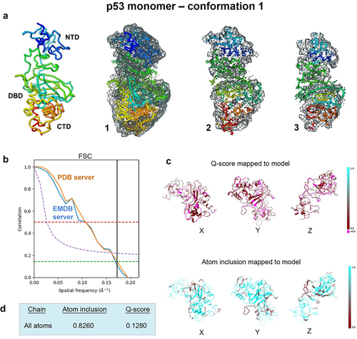 Figure 1. Conformation 1 determined for the p53 monomer. (a) the newly refined p53 structure had ~82% occupancy of the protein backbone and side chain residues within the EM map and slices through the map and model (1–3) highlight some of the fit residues. (b) Spatial resolution (~5.8-Å) was estimated at the FSC-0.143 value (green line) for half map comparisons employing the PDB validation server and the EMDB server. Both curves are shown for comparison. (c, d) the Q-score and atom inclusion values were 0.1280 and 0.8260 and are shown mapped to the model with scale values ranging from 0.0 (red) to 1.0 (cyan).