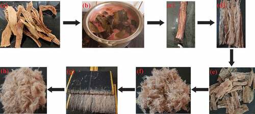 Figure 2. Stepwise extraction process of BVFs: (a) collected BV bark, (b) treating with NaOH solution at 95°C, (c) removal of the gummy substance by scraping with a simple knife, (d) separation of fiber layers, (e) fiber layer cut into smaller pieces, (f) manually extracted fiber, (g) hand carding of the fiber, and (h) final fiber after hand carding.