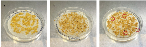 Figure 3. Embryogenic papaya tissue 20 weeks after co-cultivation with Agrobacterium tumefaciens. A) No-selection control showing healthy papaya tissue growing on multiplication media without hygromycin. B) Selection control with untransformed papaya tissue on selective multiplication media supplemented with 50 mg/L hygromycin showing characteristic tissue browning. C) Papaya tissue co-cultivated with Agrobacterium harbouring construct pAC0025 (binary vector with gRNAs targeting CpPDS) with putatively transformed calli actively growing on selective multiplication media circled in red.