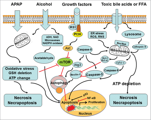 Figure 4. Modulation of autophagy affects the progression of liver injury. Autophagy promotes cell survival via a series of response to damaged organelles, ER stress, DNA stability, or loss of nutrient and growth factor signaling pathways. Of note, autophagy can enable and/or antagonize apoptosis. The coordinate regulation of these opposite effects of autophagy relies upon a complex network of signal transducers, most of which also participate in non-autophagic signaling cascades.