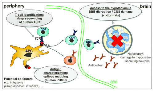 Figure 1. Narcolepsy pathogenesis model underpinning the research approach. The hypothesized model for narcolepsy pathogenesis is shown at the peripheral level (left panel) and in the brain (right panel). The antigen (indicated by red dots) is presented by antigen-presenting cells to CD4+ T cells through HLA-TCR interaction (left panel). Narcolepsy results from damage to hypocretin-secreting neurons, which could be triggered by auto-immune CD4+ T cells and/or antibodies (right panel). Grey balloons indicate the research objectives addressing the three key questions. TCR, T-cell receptor; HLA, human leucocyte antigen; PBMC, peripheral blood mononuclear cells; BBB, blood-brain barrier; CNS, central nervous system; APC, antigen-presenting cells.