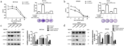 Figure 6. Effect of MK2206 on the activation of the AKT signaling pathway induced by MDFI in CRC cells A. Cell viability and colony formation ability were detected in control HCT116 cells and MDFI-overexpressing HCT116 cells following MK2206 treatment (mean with SEM, n = 3). B. Cell viability and colony formation ability were detected in control SW620 cells and MDFI-overexpressing SW620 cells following MK2206 treatment (mean with SEM, n = 3). C. AKT, p-AKT473 and CCND1 proteins were detected in control HCT116 cells and MDFI-overexpressing HCT116 cells following MK2206 treatment (mean with SEM, n = 3). D. AKT, p-AKT473 and CCND1 protein were detected in control SW620 cells and MDFI-overexpressing SW620 cells following MK2206 treatment (mean with SEM, n = 3).
