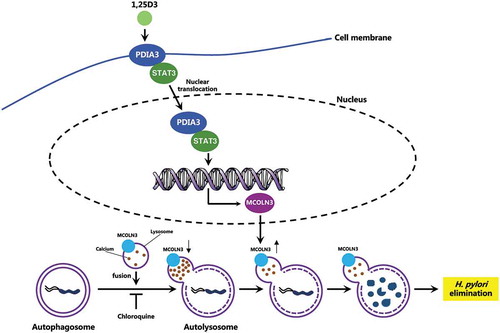 Figure 9. Schematic diagram depicting the proposed mechanism by which VD3 exerts anti-H. pylori effects. Autophagosomes enclosing H. pylori fuse with lysosomes to form autolysosomes. H. pylori infection leads to a downregulated MCOLN3 protein level, resulting in an abnormal Ca2+ accumulation in lysosomes, and impaired lysosomal acidification. VD3 treatment activates the membrane receptor PDIA3, and drives the PDIA3-STAT3 complex to redistribute into the nucleus, causing an upregulated MCOLN3 protein expression, thereby recovering the Ca2+ release from lysosomes and subsequent lysosomal acidification. As a consequence, H. pylori is eliminated by the restored autolysosomal pathway.