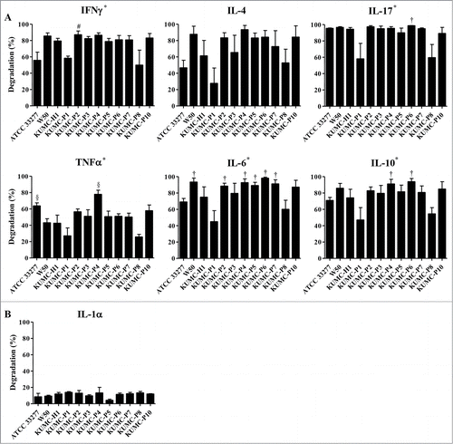Figure 1. Various proteolytic activity of P. gingivalis strains. (A) A mixture of recombinant cytokines (IL-4, IL-6, IL-10, IL-17A, IFNγ, and TNFα) or (B) IL-1α were prepared in KGM medium, and incubated with viable P. gingivalis at 37°C for 1 h. After incubation, the supernatants were collected and the amount of remaining cytokines was determined by ELISA. The results indicate degradation percentage compared with control samples incubated without P. gingivalis. *P < 0.05 significant difference among strains, †P < 0.05 versus KUMC-P1, #P < 0.05 vs. KUMC-P8, §P < 0.05 versus both KUMC-P1 and KUMC-P8.
