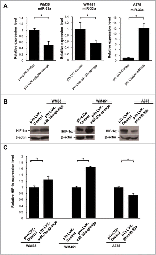 Figure 2. miR-33a was down-regulated or overexpressed in melanoma cells. (A) Real-time PCR detection of the relative expression level of miR-33a in pYr-LVX-miR-33a-sponge-transfected WM35 and WM451 as compared with that after transfection with the blank vector (*P < 0.05). Real-time PCR detect the miR-33a relative expressionin pYr-LVX-pri-miR-33a-transfected as compared with that in empty vector-transfected A375 (*P < 0.05). (B) When miR-33a was downregulated, HIF-1α protein level in WM35 and WM451 cells was significantly increased; when miR-33a overexpressed, HIF-1α protein level in A375 cells was significantly reduced. (C) Relative expression levels of HIF-1α protein in corresponding cells, normalized with that in WM35 cells (*P <0 .05).