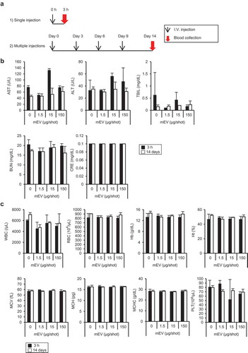 Figure 4. Evaluation of systemic toxicity of mEVs in ICR mice. (a) Experimental design of administration of mEV into mice. (b) Blood level of liver-damage markers (AST, ALT, and TBIL) and kidney-damage markers (BUN and CRE) and (c) haematological parameters upon administration of mEVs. Black and white bars indicate 3 h and 14 days after administration, respectively. N = 3, mean ± standard deviation. ALT, Alanine transaminase; AST, aspartate transaminase; BUN, blood urea nitrogen; CRE, creatinine; TBIL, total bilirubin.