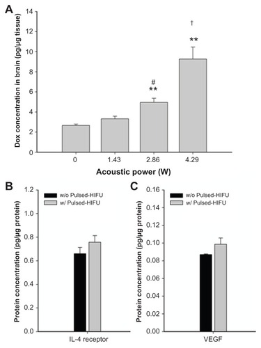 Figure 3 (A) Concentration of doxorubicin delivered to the brain as a function of acoustic power. Compared with the nonsonicated normal brain, there was a significant difference for sonicated brains at 2.86 W or 4.29 W. **,#/##Significant difference compared with the nonsonicated brain and the brain sonicated at 1.43 W, respectively. The concentrations of interleukin-4 receptor protein and vascular endothelial growth factor protein were evaluated in the brain tumor and the neighboring brain, respectively. There was no significant difference in protein expression of the interleukin-4 receptor (B) or vascular endothelial growth factor (C) after pulsed HIFU exposure.Notes: #P < 0.05; **P < 0.01; ##P < 0.01; n = 3).Abbreviations: Lipo-Dox, liposomal doxorubicin; HIFU, high-intensity focused ultrasound; VEGF, vascular endothelial growth factor.