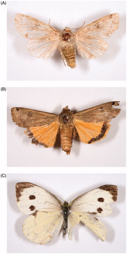 Figure 1. Three regulated quarantine pests detected in this study. (A) Orthosia hibisci; (B) Noctua pronuba; (C) Pieris brassica.