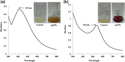 Figure 1. UV-Vis spectra of the reaction mixture containing silver nanoparticles (a) and gold nanoparticles (b), respectively.