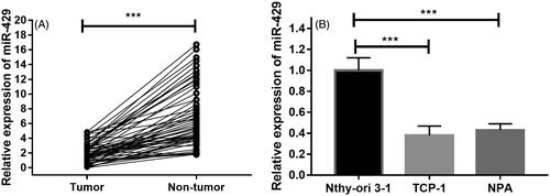 Figure 1. Expression levels of miR-429 in thyroid cancer tissues and cell lines. (A) Expression of miR-429 in 59 thyroid cancer tissue samples and matched nontumourous tissues. (B) Expression of miR-429 in normal thyroid cell line and two thyroid cancer cell lines. ***p < .001.