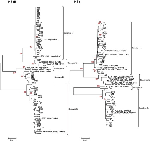 Fig. 2.  Maximum likelihood (ML) trees with 1,000 replicates. Genotype-reference sequences of the corresponding genetic region were retrieved from the Los Alamos HCV sequence database. Patient samples: U1-62 (Uppsala), O1-15 (Örebro). Left Panel: 59 NS5B patient sequences from Uppsala. Right Panel: 44 NS3 patient sequences from Uppsala and Örebro.