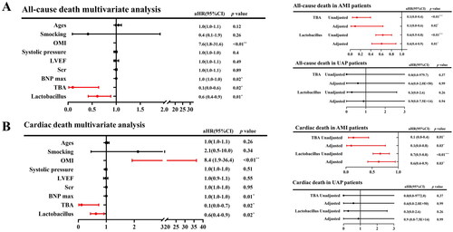 Figure 5. Multivariate COX hazard model adjusted for age, smoking, old myocardial infarction (OMI), systolic pressure, left ventricular ejection fraction (LVEF), serum creatinine (Scr), B-type natriuretic peptide (BNP) max, serum total bile acid (TBA) and Lactobacillus. HR: hazard ratio. (A) Left panel represents the results of serum total bile acid (TBA) and Lactobacillus for all-cause death in ACS patients; right panel represents the results of serum total bile acid (TBA) and Lactobacillus in AMI patients (upper) and UAP patients (lower). (B) Left panel represents the results of serum total bile acid (TBA) and Lactobacillus for all-cardiac death in ACS patients; right panel represents the results of serum total bile acid (TBA) and Lactobacillus in AMI patients (upper) and UAP patients (lower).