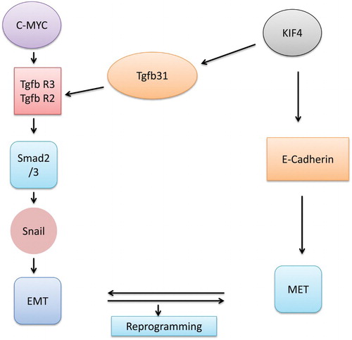 Figure 1. Interaction of few factors in MET and EMT conversion.