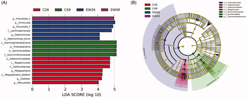 Figure 4. Results of linear discriminant analysis (LDA) effect size (LEfSe) on the ruminal microbiota. (A) Histogram of the LDA scores computed for biomarker discovery among different groups. The clades with a LDA score >4 were identified as statistically and biologically differential, and explain the greatest proportion of the differences among different communities. (B) Representation of relevent features on taxonomic trees. The most statistically and biologically different bacterial clades are colored differently. CON26: control group, sampled at day 26; EW26: weaning group, sampled at day 26; CON49: control group, sampled at day 49; EW49: weaning group, sampled at day 49.