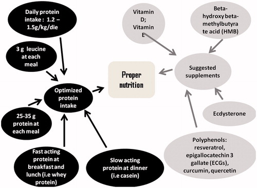 Figure 3. Possible nutritional strategies to counteract sarcopenia.