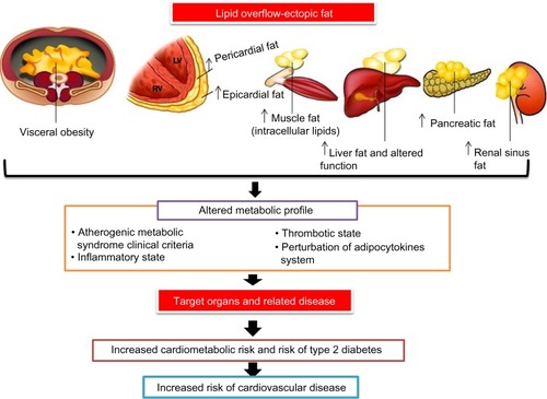 Figure 3 Working model showing how excess ectopic adiposity is associated with increased cardiovascular risk.