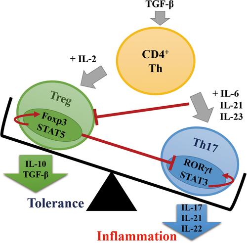 Figure 2 Differentiation of CD4+ T cells into Th17 or Treg cells under different cytokine environments. Foxp3 is highly expressed in the absence of proinflammatory factors and induced by high concentrations of TGF-β, promoting the differentiation of CD4+ T cells into Treg cells and CD4+ T cells into Th17 cells, when low concentrations of TGF-β are present together with the inflammatory cytokines IL-6, IL-21, and IL-23.