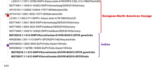 Figure 5. Evolutionary relationships of ORF 005/ORF146 of Indian SWPV with the USA, and Germany SWPV isolates. The isolates of the current study are shown in bold letters.