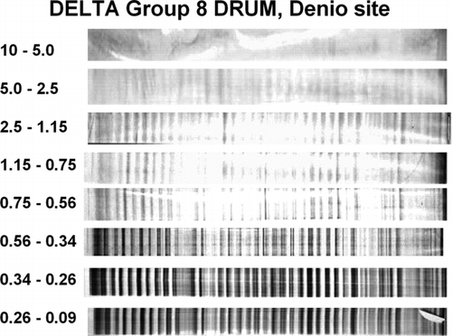 FIG. 3 Photograph of DRUM strips, Stages 1 (top) to Stage 8 (bottom) from the Denio site, 8 July–17 August 2005. There is fiducial marker at the end and slight tear in the end of Stage 8. The black lines are soot each evening.