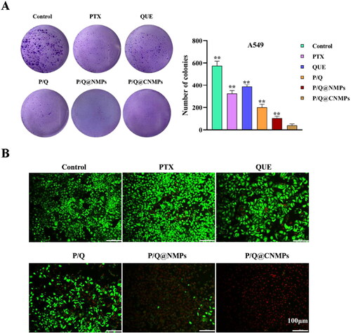 Figure 4. In vitro evaluation of anti-tumor efficacy. (A) Colony formation of A549 cells and (B) cell vialibity of A549 cells after treatment with pure PTX, pure QUE, the mixture of PTX and QUE, P/Q@NMPs and P/Q@CNMPs, the scale bar is 100 µm.