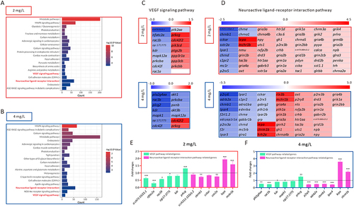 Figure 4 The identification of downstream pathways in AgNP-induced developmental disruption in zebrafish embryos. (A and B) The KEGG pathway enrichment analysis of top 3000 DEGs in zebrafish embryos after 72 h of AgNP exposure at various concentrations. (C and D) Heat map analysis of the DEGs enriched in neuroactive ligand-receptor interaction and Vegf signaling pathways in zebrafish embryos after 72 h of AgNP exposure at various concentrations. (E and F) The mRNA level of neuroactive ligand-receptor interaction and Vegf pathway-related genes in zebrafish embryos after AgNP exposure at various concentrations (n = 3 replicates). Data are shown as the means ± SEM. *P < 0.05, **P < 0.01, and ***P < 0.001.