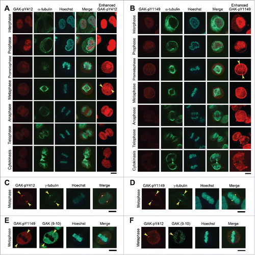 Figure 3. Subcellular localizations of GAK, GAK-pY412, and GAK-pY1149. (A, B) Immunostaining of logarithmically growing HeLa S3 cells with the polyclonal anti-GAK-pY412 (A) and anti-GAK-pY1149 (B) antibodies. Typical IF images at interphase and M phase are arranged along the time sequence of cell cycle progression. Contrast-enhanced images of GAK-pY412 (A) and GAK-pY1149 (B) are also shown in the rightmost panels. Yellow arrowheads indicate the putative localizations of these signals at the centrosome. α-tubulin signals were observed to monitor the cell cycle stage. (C–F) Typical IF images at metaphase are shown, which were obtained by immunostaining HeLa S3 cells with anti-GAK-pY412 (C, F), anti-GAK-pY1149 (D, E), anti-γ-tubulin (C, D), and anti-GAK (9–10) antibodies (E, F). (A–F) DNA was counterstained with Hoechst 33258 to detect the localization of chromatin. Bars, 10 µm.