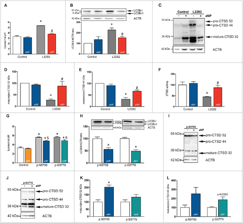 Figure 4. Acidic nanoparticle treatment restored impaired lysosomal function in ATP13A2 mutant fibroblasts and partially in GBA mutant fibroblasts. (A) Lysosomal pH values in control and mutant ATP13A2 L3292 fibroblasts, in the absence or presence of PLGA-aNP treatment. (B) LC3B immunoblot levels in mutant ATP13A2 L3292 fibroblasts in the absence or presence of PLGA-aNP. ((C) to E). CTSD immunoblot levels in mutant ATP13A2 L3292 fibroblasts in the absence or presence of PLGA-aNP treatment. (F) In vitro assay of CTSD enzyme activity in lysosomal fractions of control and mutant ATP13A2 fibroblasts with or without PLGA-aNP treatment. (G) Lysosomal pH values in control and mutant GBA p.N370S and p.G377S fibroblasts, in the absence or presence of PLGA-aNP treatment. (H) LC3B immunoblot levels in mutant GBA fibroblasts with or without PLGA-aNP treatment. ((I) to L) CTSD immunoblot levels in mutant GBA fibroblasts in the absence or presence of PLGA-aNP treatment. In all panels, n=3 to 5 per experimental group. *, P<0.05 compared with control untreated cells; #, P<0.05 compared with L3292 untreated cells. $, P<0.05 compared with untreated p.N370S mutant fibroblasts. and &, P<0.05 compared with untreated p.G377S mutant fibroblasts.