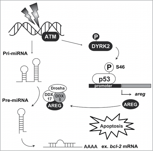 Figure 3. DYRK2-mediated apoptosis induction. Nuclear DYRK2 is ubiquitinated by MDM2 under normal conditions. Upon DNA damage, ATM phosphorylation stabilizes DYRK2 in the nucleus, and then DYRK2 phosphorylates p53 at Ser46. Phosphorylated p53 transactivates its target genes including areg. AREG interacts with the DDX5 complex and regulates precursor miR-15 processing. miR-15 attenuates bcl-2 mRNA translation, resulting in the acceleration of apoptosis induction.