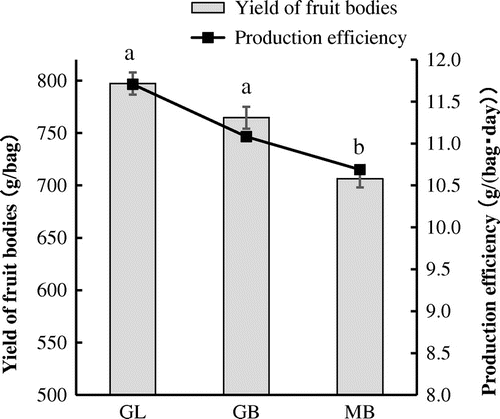 Fig. 1. Yield of fruiting bodies and production efficiency for Gf433 strains GL and GB and Mori52 (MB).