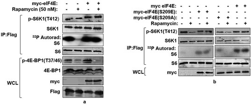 Figure 2. eIF4E phosphorylation mediates mTORC1 response onto S6K1. (a) Overexpression of eIF4E renders S6K1 rapamycin resistant. Plasmids encoding myc-eIF4E were transfected in Flag-S6K1 stable HEK293 cells in indicated manner. 60 hours post transfection, cells were either lysed directly or after treatment with 50 nM Rapamycin for 30 minutes. The lysates obtained were Flag Immunoprecipitated. S6K1 activity was monitored using GST-S6 as substrate. The immunoblots were further probed with indicated antibodies. (b) Phosphorylation state of eIF4E regulates S6K1 activity. Flag-S6K1 stable HEK293 cells lines transfected with myc-eIF4E or its Phospho mimicked (S209E) or phosphodeficient (Ser209A) were lysed directly or after 30 min incubation with 50 nM rapamycin. The lysates obtained were Flag Immunoprecipitated. S6K1 activity was monitored as described (A). The immunoblots were probed with indicated antibodies