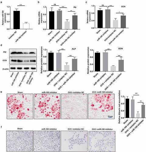 Figure 2. MiR-100 inhibition rescues the osteogenic function of OVX-BMSCs. (a) The expression of miR-100 was detected using RT-PCR analysis. (b-c) The ALP and OCN expression in sham-BMSCs and OVX-BMSCs was detected via RT-PCR analysis. (d) Alizarin red staining was performed to examine the calcium deposition. (e-f) ALP staining of sham-BMSCs and OVX-BMSCs with or without transfection of miR-100 inhibitor. All experiments were carried out three times independently. The error bar indicates SD. **p < 0.01; ***p < 0.001.