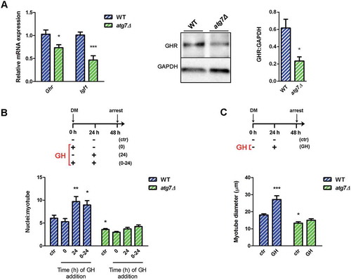 Figure 7. Autophagy is required for GH-IGF1 functions. (a) RT-qPCR analysis of Ghr and Igf1 in WT and atg7Δ nSCs (n ≥ 6 per genotype) and representative immunoblotting analysis of GHR and GADPH, as a loading control, in nSC protein extracts (n ≥ 3 per genotype). * vs WT (* P < 0.05, *** P < 0.001). (b) Myoblasts were switched into differentiation medium (DM) and treated with GH (600 ng/ml) at the beginning (0), after 24 h (24 h) or twice at time 0 and after 24 h (0 h + 24 h) of differentiation and finally harvested at 48 h. Mean number of myonuclei/myotube is calculated. (c) Myoblasts were treated with GH (600 ng/ml) after 24 h of differentiation induction and the mean myotubes diameter is provided. *vs WT untreated control (ctr) nSCs (n = 4 experiments) (* P < 0.05, ** P < 0.01, *** P < 0.001). Values are expressed as mean ± SEM.